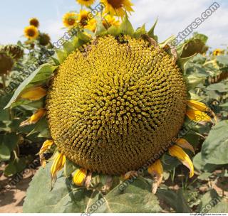 Sunflower 0004